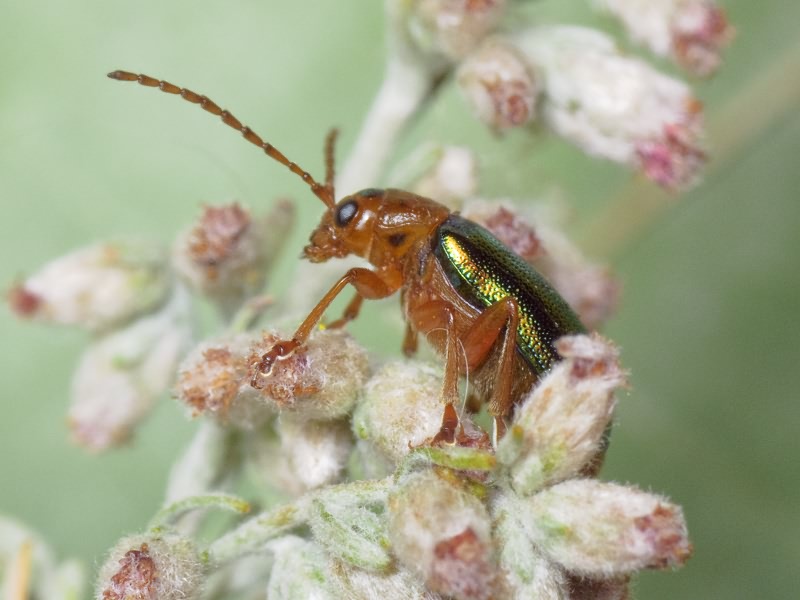 Sermylassa halensis (Linnaeus, 1767)
